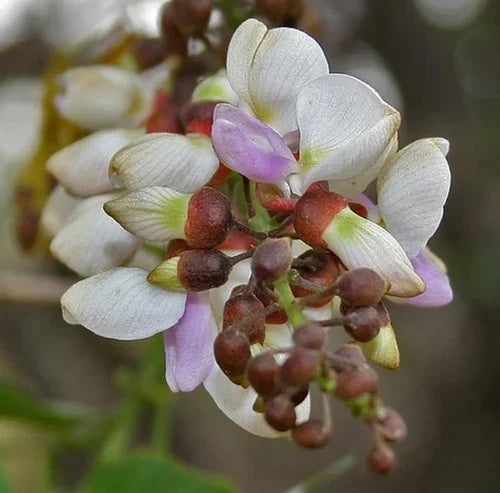 karanaja oil